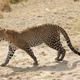 Illustration for article titled Out of Africa. More Leopards.